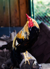 Sticker - Chicken and rooster on a farm. Free grazing. Ecological farm.