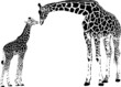 Hand drawn wild animal. Giraffe. Vector isolated on a transparent background