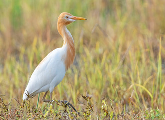 Wall Mural - Cattle egret and beautiful spring colors in the background.