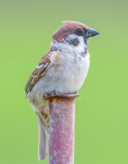 Wall Mural - A sparrow takes a rest with a nice green background