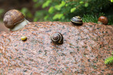 Fototapeta Kamienie - Mokry kamień ze skorupami ślimaków