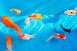 Fototapeta Zwierzęta - Colored tropical fish in a decorative pond. Orange decorative fish on a blue background. Flock of ornamental fish