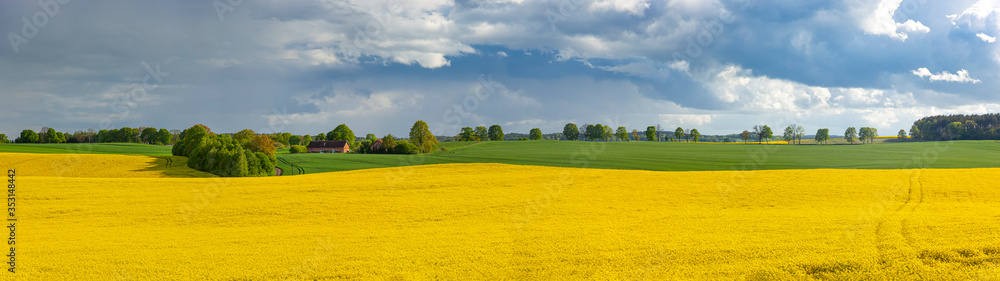 Obraz na płótnie Rzepak - żółte kwiaty rzepaku - krajobraz rolniczy, Polska, Warmia i mazury w salonie