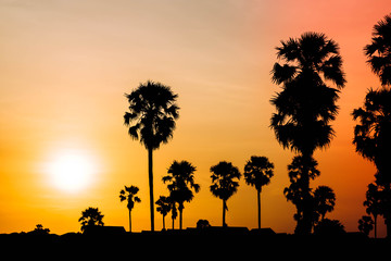 Silhouette of coconut palm trees during sunset next the sea water on island in Thailand. Nature and travel concept. Sun, red sky. Silhouette of Palmyra Palm field