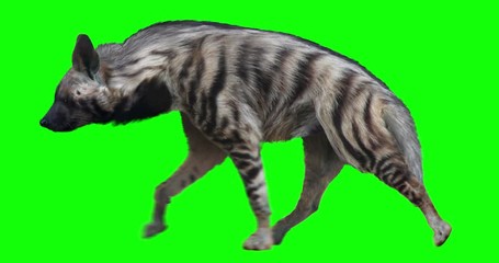 Wall Mural - Isolated striped hyena cyclical walking. Can be used as a silhouette. Green screen.