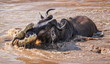 crocodile attacking wildebeest