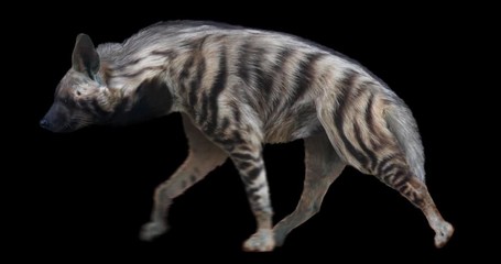 Wall Mural - Striped Hyena cyclical walking realistic animation. Isolated animal video including alpha channel allows to add background in post-production. Element for visual effects.