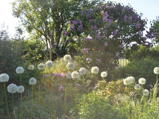 Wall Mural - White allium in the park 