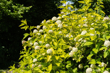 Inflorescences of white flowers on branches of Cornus alba Elegantissima or Swidina. Blurred yellow-green background. selective focus. Flowering shrub in spring garden. Nature concept for design.