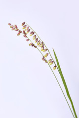 Briza media grass on a white background. Perennial Common Quaking Grass - Briza media Calcareous Grass. Spikes of the common quaking grass.