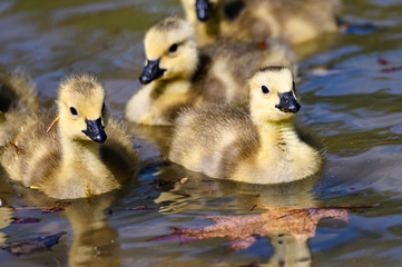 Canvas Print - Adorable Newborn Goslings Learning to Swim in the Refreshingly Cool