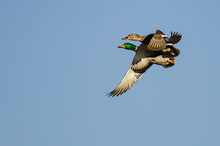 Pair Of Mallard Ducks Flying In A Blue Sky