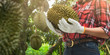 Closeup hand farmer wearing gloves harvest holding durian in durians orchard.