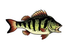 Freshwater Fish Vintage Concept