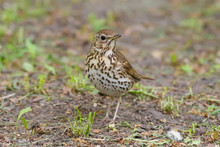 Song Thrush, Turdus Philomelos. A Bird Walks In The Park On The Ground In Search Of Earthworms For Food