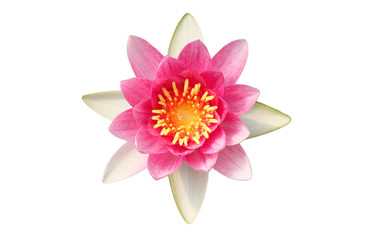 Wall Mural - red lotus flowers isolated on white background.