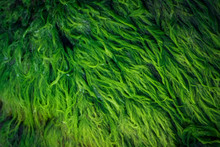  Green Algae Covered Granite Boulder In A Riverbed. Background And Texture. Swamp Algae.