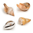 Four different types of wonderful colored sea shells with nice grain, close-up shot isolated on white background.  