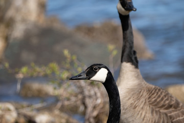 Canvas Print - baby geese and mother goose keep close to each other