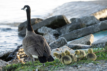 Baby Geese And Mother Goose Keep Close To Each Other