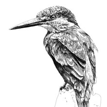 Digital Hand Drawn Black And White Illustration Of A King Fisher Sitting On A Branch.