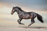Fototapeta Konie - Bay stallion free run fast on desert dust