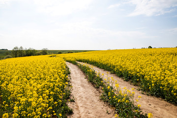 Wall Mural - field of yellow flowers, road and horizon