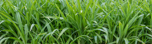 Panorama Of Lush Green Vegetation After Rain. Wide Leaves Of Tall Grass In Drops Of Water.