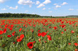 © leomalsam - View of poppy filed in summer countryside