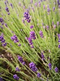 Fototapeta Lawenda - Beautiful Lavender Field Close Up