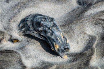 Wall Mural - Sea Shell in Dark Sand 3