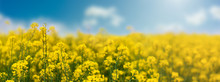 Yellow Rapeseed Field With Blue Sky, Flowering Plants Close Up. Color Wide-angle Agricultural Background With Copy Space