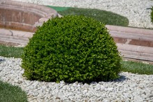 Bush On The Ground Covered In White Stones Under The Sunlight With A Blurry Background