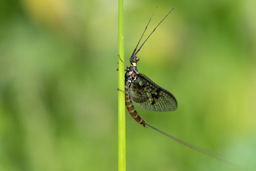 Green Drake Mayfly Ephemera danica male in spring with greengrass field background