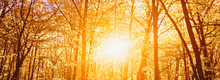 Autumn Forest Landscape At Sunset Or Sunrise, Nature And Environment