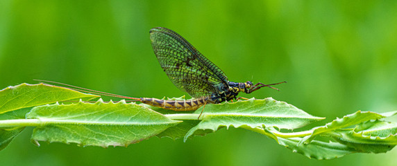 Wall Mural - Green Drake Mayfly Ephemera danica male in spring with greengrass field background