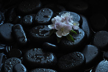 Spa Still Life With Stones And Orchid