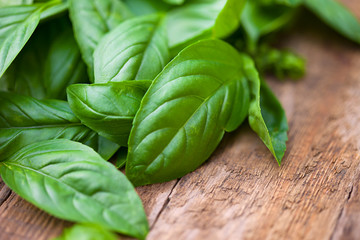 Fresh organic basilic leaves on a wooden surface.