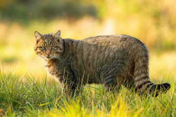 Wall Mural - alert european wildcat, felis silvestris, standing on grassy meadow and looking into camera in summe