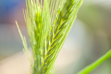 Green wheat. Macro image with small depth of field.