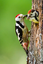 Middle Spotted Woodpecker, Dendrocoptes Medius, Feeding Young Chick On A Nest In Tree In Summer Nature. Careful Bird Parent In Breeding Season. Wild Animal With Red Feathers On Head.