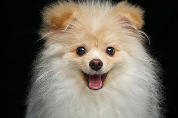 Happy joyful Cream color fluffy pomeranian spitz puppy dog with tongue out closeup portrait against black background in studio