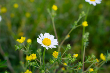 Canvas Print - Field of chamomiles on a sunny day at nature. Camomile daisy flowers, field flowers, chamomile flowers, spring day. Tender nature floral background.