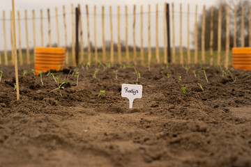 Radijs in moestuin