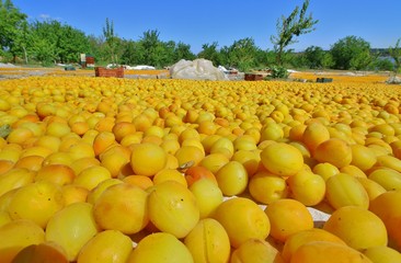 Malatya, Turkey - Apricot production has an important place in the economy of Malatya Malatya apricots and famous in the world.