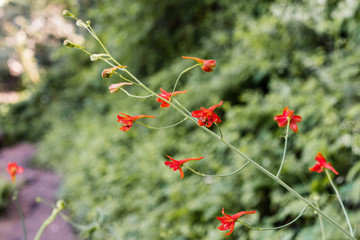 Wall Mural - Red Larkspur (Delphinium nudicaule) wildflowers blooming in the forests of Santa Cruz Mountains, California