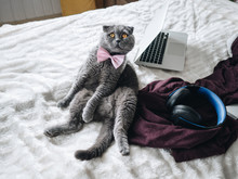 Gray Scottish Cat Sits On A Bed On A White Plaid. A Cozy House. Nearby Is A Laptop And Headphones. A Pink Bow On The Neck. Distance Or Distance Learning Or Work. Quarantine. Pandemic. Pet. Home.