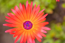 Orange Glow Of The Doroteanthus Flower Or Mesembryanthemum-midday Flower Close-up, Selective Focus
