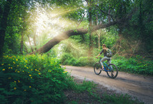 Woman Riding A Bicycle In Forest In Spring At Sunset. Colorful Landscape With Sporty Girl With Backpack Riding A Mountain Bike, Sunbeams, Dirt Road, Green Trees, Flowers In Summer. Sport And Travel