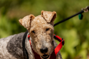 Poster - Wire Fox Terrier on the park. The Wire Fox Terrier is a breed of dog, one of many terrier breeds.